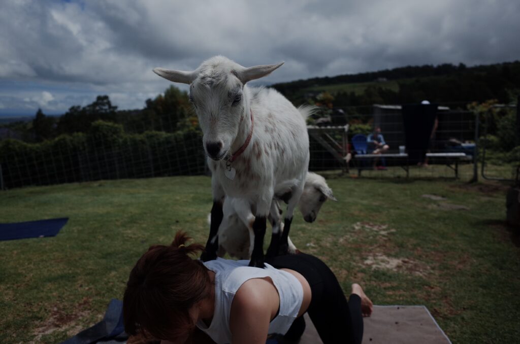 Small white goat on a woman's back who is practicing yoga